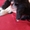 Очаровательные чистокровные щенки Ши-тцу - Изображение #1, Объявление #1654182