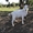 Высокоудойная зааненская коза и козленок - Изображение #2, Объявление #1653127