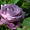 Отборные сортовые пионы, розы, тюльпаны, гортензии, клематисы, удобрен - Изображение #2, Объявление #1654608