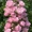 Отборные сортовые пионы, розы, тюльпаны, гортензии, клематисы, удобрен - Изображение #3, Объявление #1654608