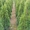 Туя Смарагд (Smaragd), разной высоты - Изображение #1, Объявление #1660709