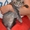 Тима - дымчатый котенок мальчик в хорошие руки - Изображение #3, Объявление #1660869