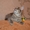 Тима - дымчатый котенок мальчик в хорошие руки - Изображение #4, Объявление #1660869