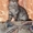 Тима - дымчатый котенок мальчик в хорошие руки - Изображение #8, Объявление #1660869