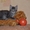 Тима - дымчатый котенок мальчик в хорошие руки - Изображение #7, Объявление #1660869