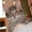 Тима - дымчатый котенок мальчик в хорошие руки - Изображение #2, Объявление #1660869