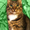 Люси – кошка с зелеными глазами в дар! - Изображение #6, Объявление #1662485