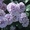 Отборные сортовые пионы, розы, тюльпаны, гортензии, клематисы, удобрен - Изображение #5, Объявление #1654608