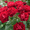 Отборные сортовые пионы, розы, тюльпаны, гортензии, клематисы, удобрен - Изображение #4, Объявление #1654608