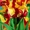 Отборные сортовые пионы, розы, тюльпаны, гортензии, клематисы, удобрен - Изображение #6, Объявление #1654608