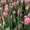 Тюльпаны оптом/в розницу - Изображение #1, Объявление #1673371