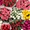 Свежие цветы оптом к празднику - Изображение #1, Объявление #1673400