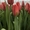 Свежие цветы оптом к 8 марта в Минске - Изображение #4, Объявление #1673403