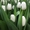 Живые цветы недорого оптом к Международному Женскому празднику - Изображение #2, Объявление #1673539