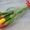Красивые букеты из тюльпанов к 8 Марта предзаказ - Изображение #1, Объявление #1673655