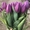 5 лучших сортов тюльпанов к 8 марта оптом - Изображение #5, Объявление #1673681