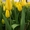 Тюльпаны Strong Gold (Стронг Голд) желтые опт - Изображение #1, Объявление #1673728