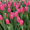 Тюльпаны Jumbo Pink розовые оптом к 8 Марта. #1673732