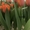 Тюльпаны свежие оптом от 500 шт #1673810