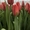Белорусские тюльпаны оптом под заказ. - Изображение #2, Объявление #1673901