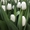 Тюльпаны. Самые востребованные Цветы на 8 Марта. Оптом. - Изображение #3, Объявление #1673922