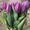 Тюльпаны реализуем оптом к 8 Марта - Изображение #4, Объявление #1673926