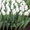 Тюльпан Роял Вирджин белый цвет - Изображение #2, Объявление #1673929