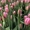 Тюльпан Jumbo Pink (Джамбо Пинк) розовый цвет - Изображение #1, Объявление #1673933