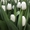 Свежие цветы оптом к 8 марта в Минске - Изображение #1, Объявление #1675643