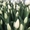 Букеты из элитных тюльпанов к 8 марта, предзаказ - Изображение #3, Объявление #1675638