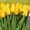 Букеты из элитных тюльпанов к 8 марта, предзаказ - Изображение #5, Объявление #1675638