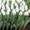 Тюльпан Роял Вирджин белый - Изображение #1, Объявление #1675641