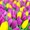 Живые цветы недорого оптом к 8 Марта - Изображение #2, Объявление #1675651