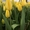 Оптовикам к 8 Марта предлагаем отличные тюльпаны - Изображение #2, Объявление #1675653