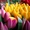 Тюльпаны оптом, готовые букеты оптом в Минске - Изображение #3, Объявление #1675665