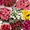 Шикарные букеты из тюльпанов к 8 Марта под заказ - Изображение #4, Объявление #1675669