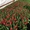Тюльпаны Экстра класса,  выгодное предложение #1675674