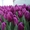 Самые свежие Тюльпаны белорусского производства оптом - Изображение #5, Объявление #1675673