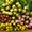 Свежие цветы Белорусского производства оптом - Изображение #2, Объявление #1675692