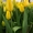 Бронь на свежий срез тюльпанов к 8 Марта. - Изображение #3, Объявление #1675697