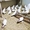 белые голуби минск - Изображение #3, Объявление #1679980