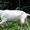 Высокоудойная зааненская коза безрогая белая #1680134