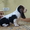 Очаровательные щенки бассет-хаунда - Изображение #3, Объявление #1360885
