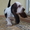 Очаровательные щенки бассет-хаунда - Изображение #4, Объявление #1360885