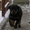 Ротвейлер. Высоко-породные щенки - Изображение #2, Объявление #1508510