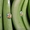 зеленые бананы оптом - Изображение #2, Объявление #329825