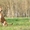 Лис -красивая собака в дар - Изображение #2, Объявление #1379521