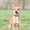 Лис -красивая собака в дар - Изображение #4, Объявление #1379521