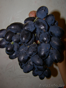 Виноград. Саженцы винограда - Изображение #1, Объявление #21348