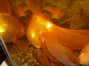 Продается золотая рыбка - Изображение #1, Объявление #36570